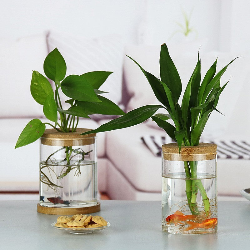 Aquarium à micro-paysage en bouteille écologique
